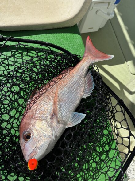 ブランド鯛連発‼️明石ひとつてんやマダイ