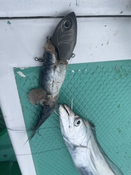 吉村釣行便　タチウオテンヤ研修編