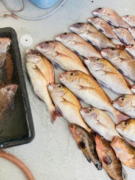 明石鯛ラバ10月15日