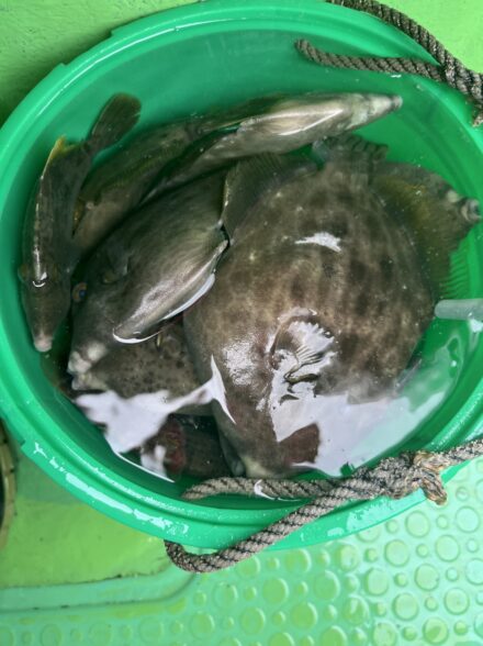 がまかつカワハギ釣り大会✨