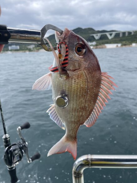 明石タイラバ釣行🎣in島虎丸様