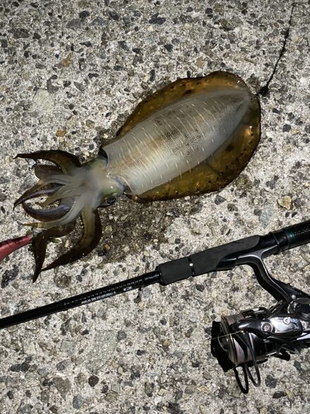 淡路島でエギングやらアジングやら