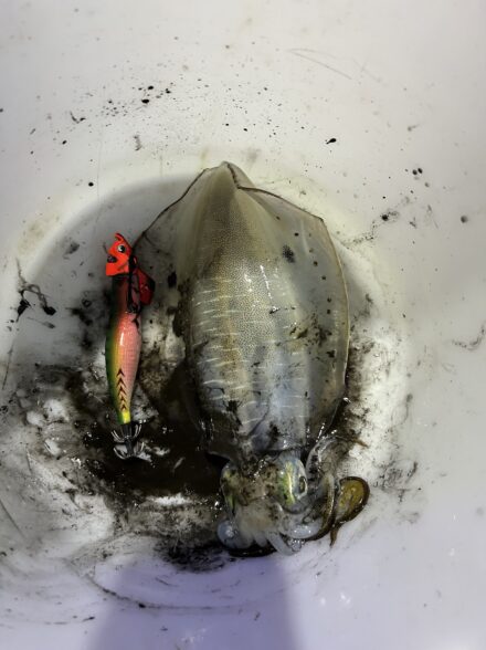 紀北ナイトティップラン