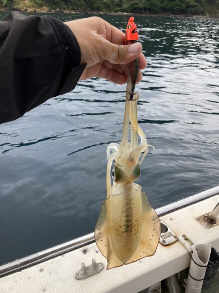 日本海！ティップラン！