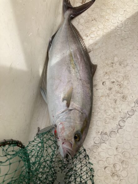 お友達のボートで釣り!SLJ &タイラバ!