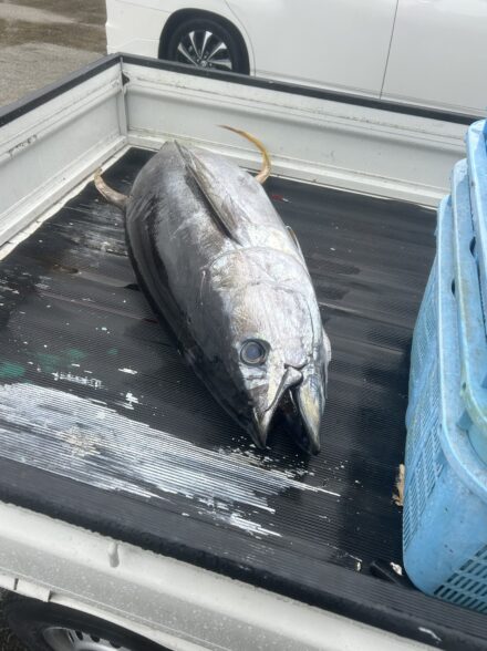 キハダマグロふかせ