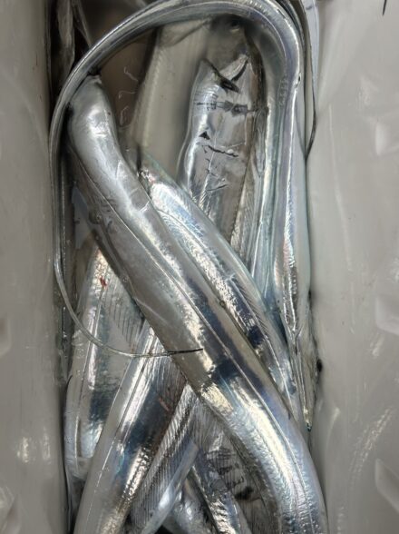 タチウオテンヤ釣り研修