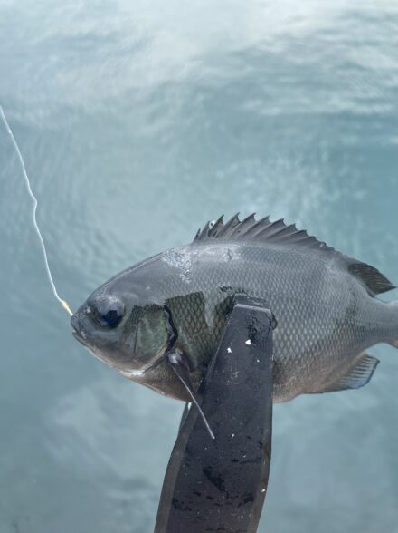 小物釣り!in三浦半島