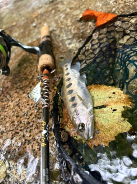 ’25 渓流ヤマメラスト釣行