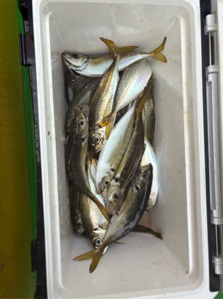 お久しぶりの東京湾LTアジ