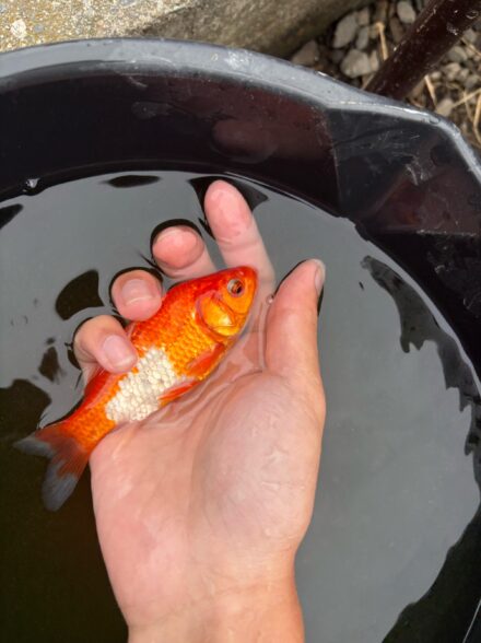 金魚におすすめ？ ふく式ふっくはずし