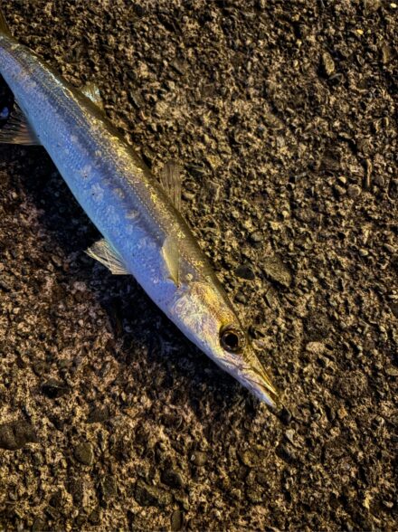 カマス釣り 〜時間帯と釣りの速さ〜