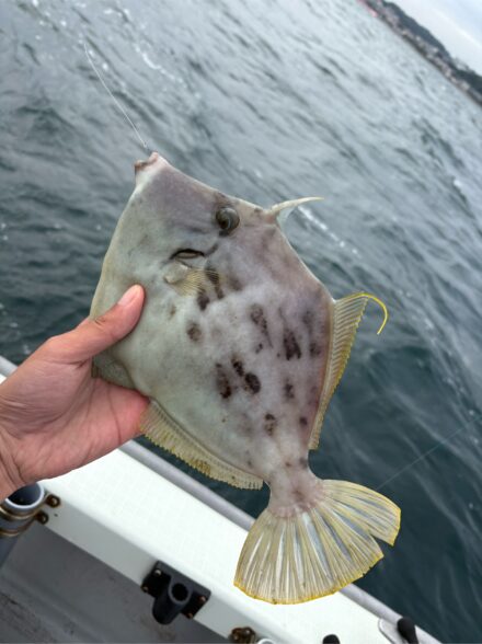 カワハギポイント探しからのティップランのはずが、、、