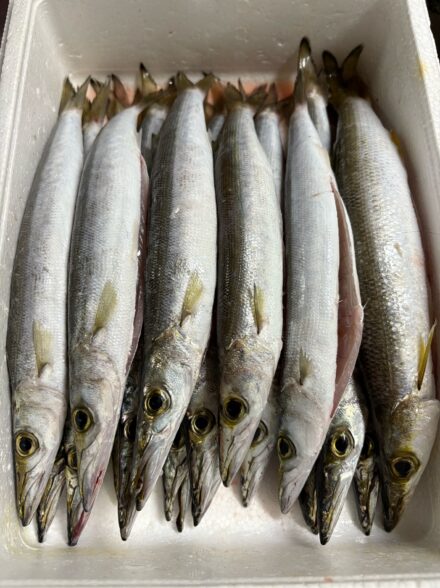 カマス好調！？