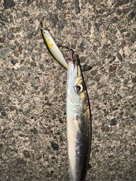 プラグ・ワーム・餌で楽しむカマスゲーム