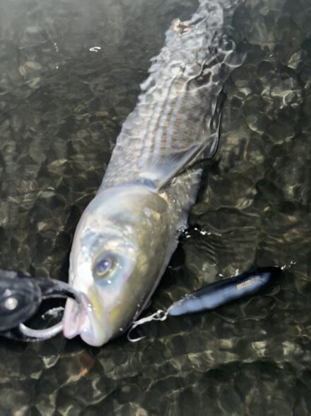 高知遠征でモンスター狙い！！