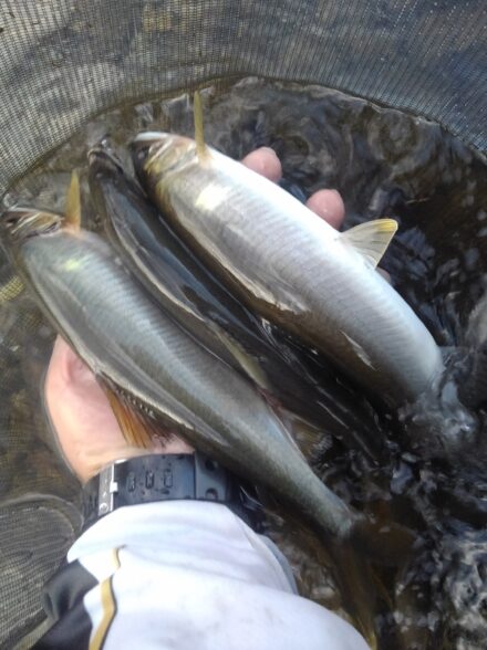 奈良県　吉野川の鮎