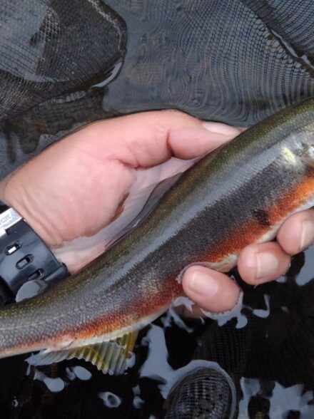 奈良県　吉野川の鮎(2025年鮎釣り納竿)