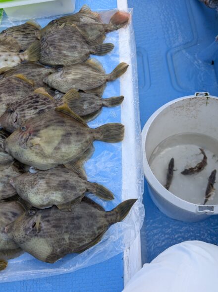 竹岡沖のカワハギ釣り