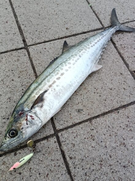 神戸方面サゴシ祭り2