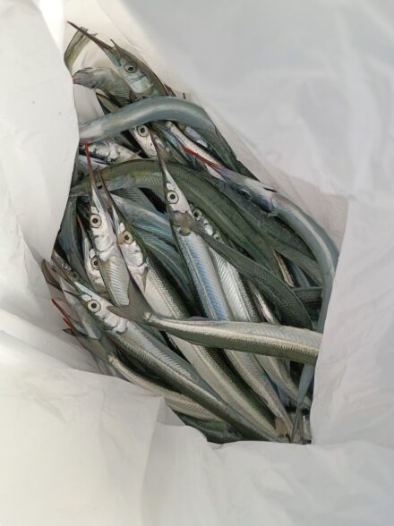 神戸方面サゴシ祭り3