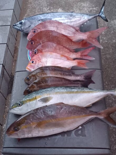 西伊豆・土肥港出船のコマセマダイ、８名で２８匹！！