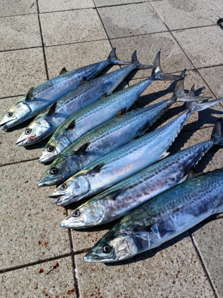 神戸方面サゴシ祭り調査へ