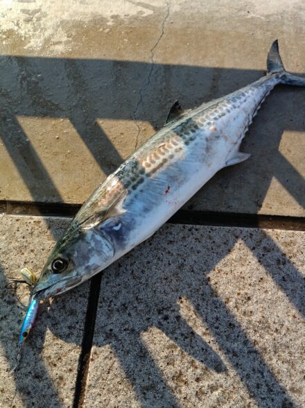 神戸方面サゴシ祭り4