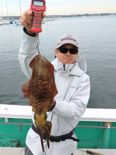 佐島でティップランエギング