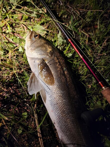 秋の和歌山シーバス