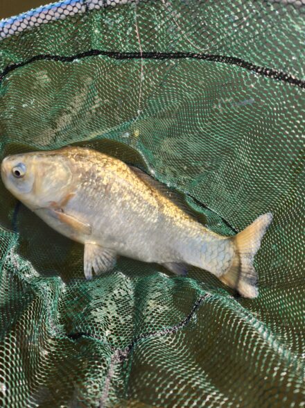 晩秋の野田幸手園で強風ヘラブナ！