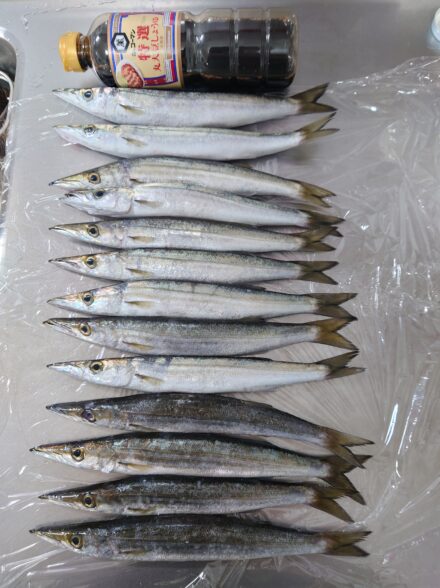 西伊豆エリアのカマス釣行