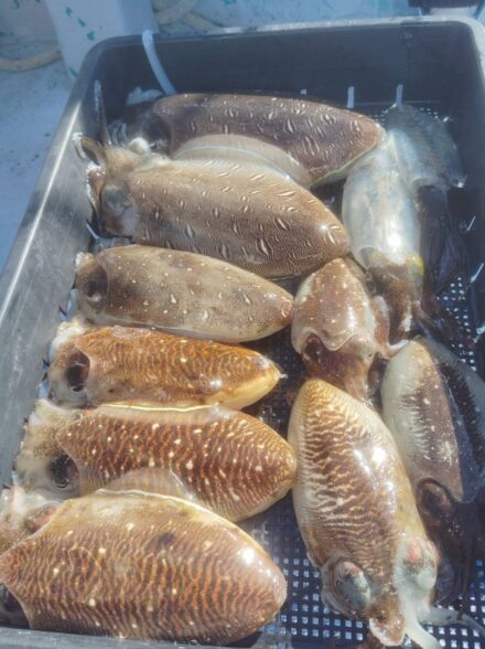 和歌山中紀スミイカ釣り