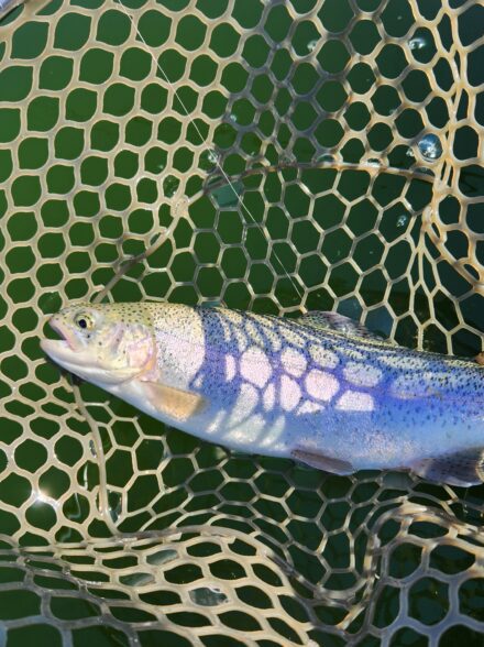 初チャレンジ！プールトラウト！