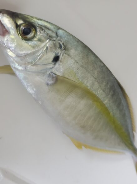 海正丸　シマアジ