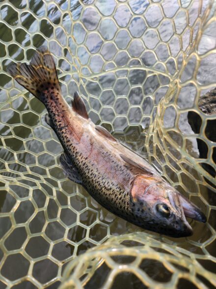 人気フィールド ジョイバレーを攻める！