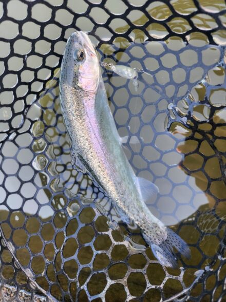 座間養魚場 アメイズトラウトエリアへ