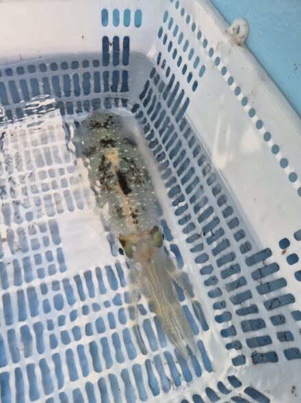 ティップラン📍敦賀🛥️豊漁丸