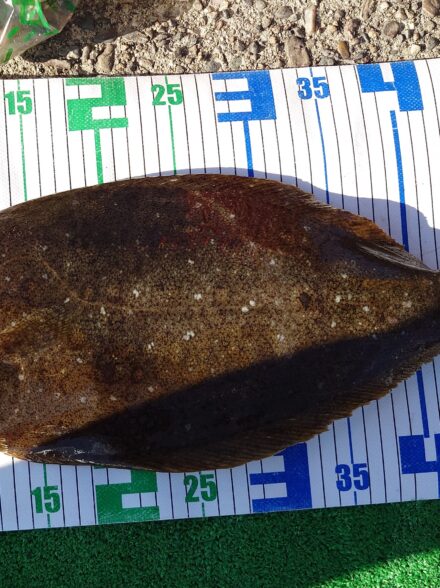 伊勢湾☆泳がせ釣り