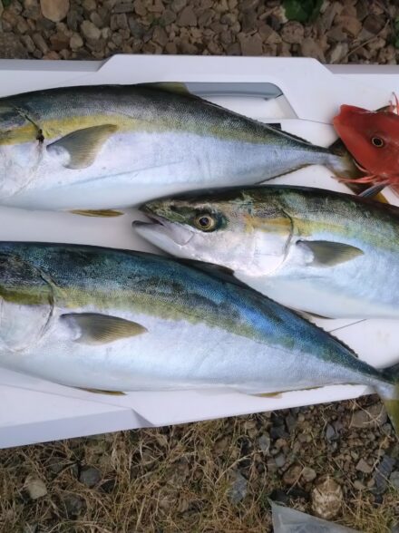 鹿島で青物ジギング