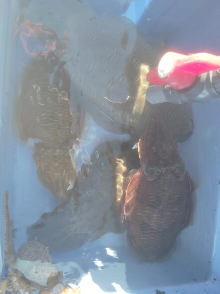 御坊市・北塩屋漁港 みなと丸さんにて今期初スミイカ釣行