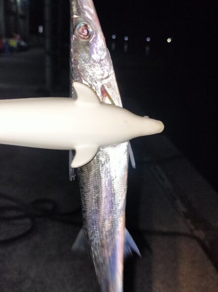 伊豆エリアでのカマスゲーム・今季３戦目は７５匹の爆釣！！