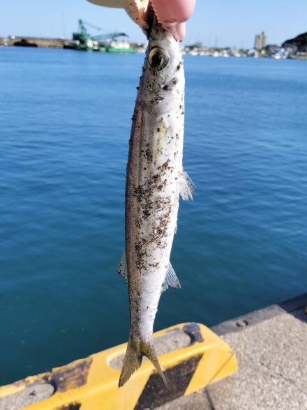 伊豆エリアでのカマスゲーム・今季５戦目は、いよいよ南伊豆へ！！