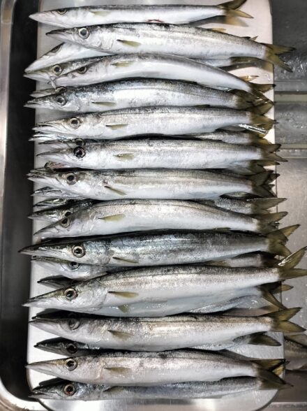 伊豆エリアでのカマスゲーム・今季４戦目も好釣果！！