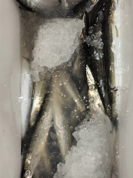 伊豆エリアでのカマスゲーム・今季６戦目