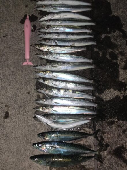 伊豆エリアでのカマスゲーム・今季７戦目