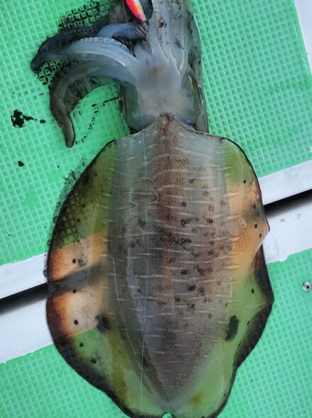 湘南エリア出船の秋アオリイカ狙い・その①!!