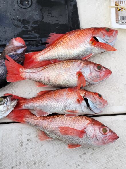 プレジャーボートでアカムツ狙い!! (11/22・相模湾)