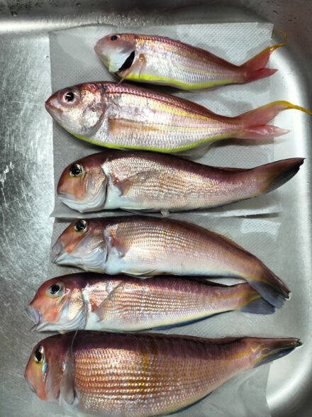 マヅメcup アマダイ釣り大会に参加してきました🎣