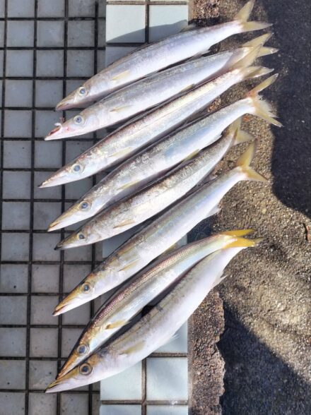 伊豆エリアでのカマスゲーム・今季8戦目